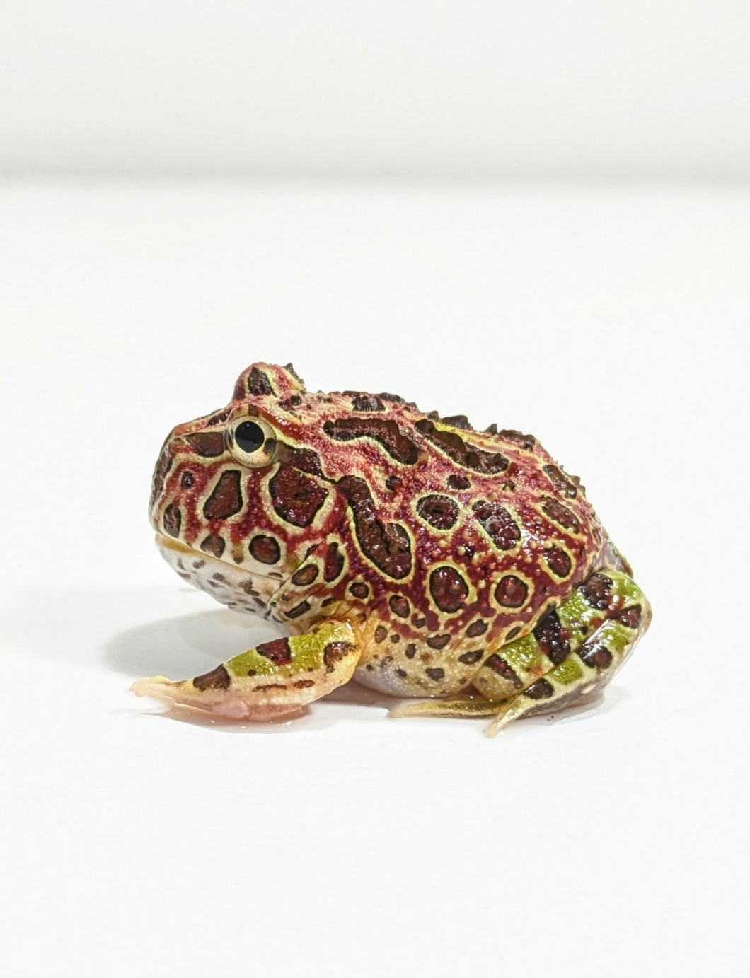 High Red Ornate (Extra Red) #2
