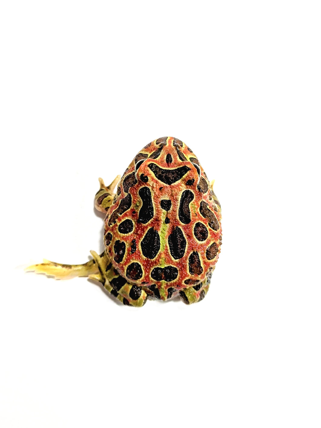 High Red Ornate (Extra Red) #3 (Has 5 leg)