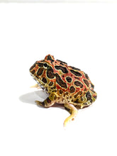 Load image into Gallery viewer, High Red Ornate (Extra Red) #3 (Has 5 leg)
