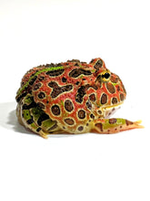 Load image into Gallery viewer, High Red Ornate (Extra Red) #5
