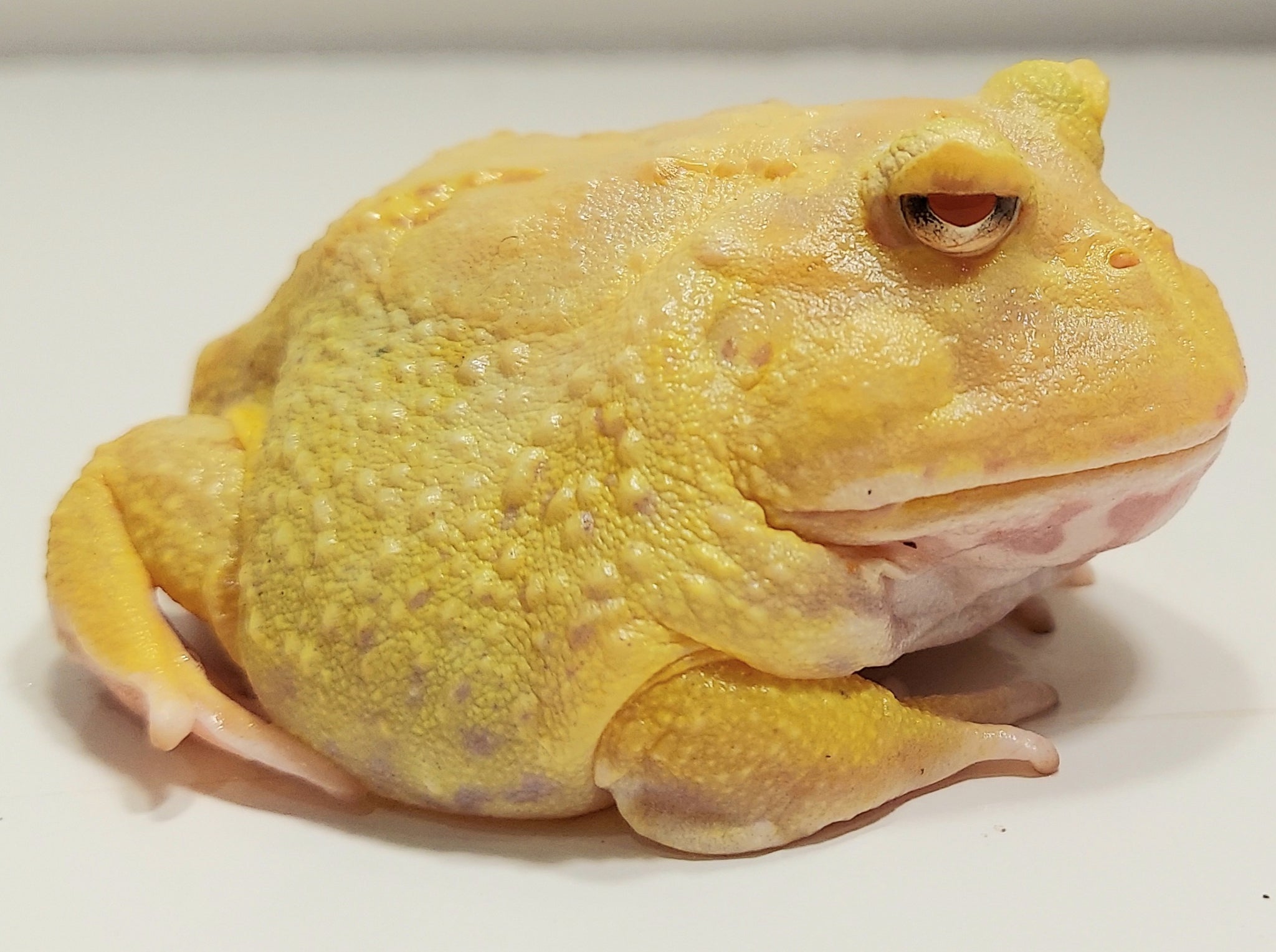 Buy Adult Pacman Frog Online In USA | JamJam Exotic