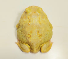 Load image into Gallery viewer, Adult Male EggYolk Albino#1
