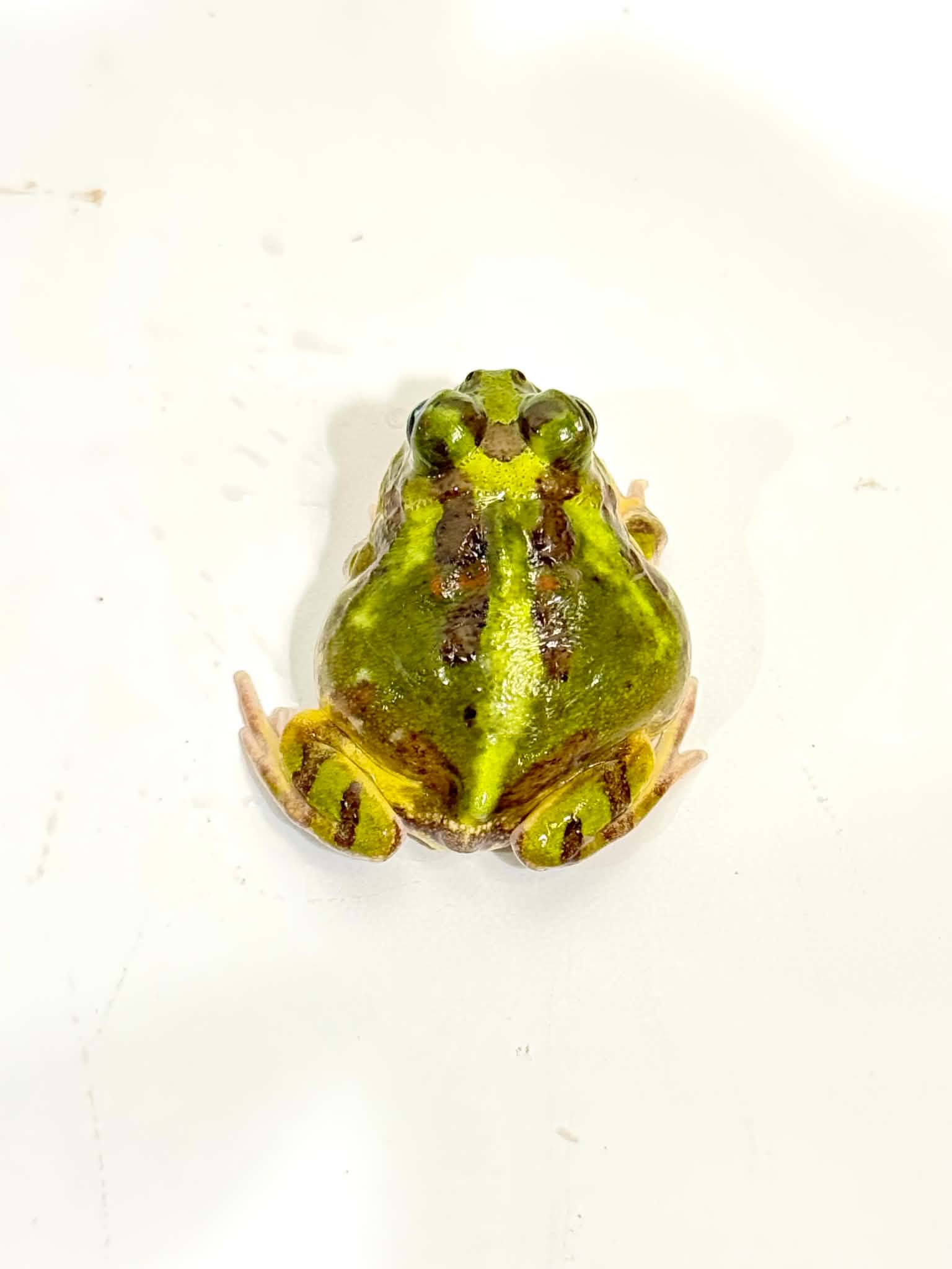 1 Chaco Horned Frog (Teal/Green) – JamJam Exotic