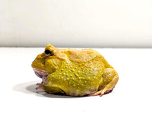 Load image into Gallery viewer, #1 Adult Male EggYolk Albino
