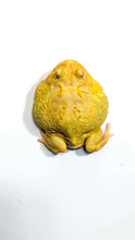 Load image into Gallery viewer, #1 Adult Male EggYolk Albino
