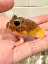 Load image into Gallery viewer, Black Eyed Pink Chicken Mutant #2
