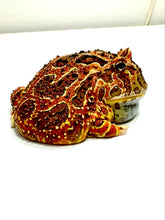 Load image into Gallery viewer, Adult Male High Red Ornate #5
