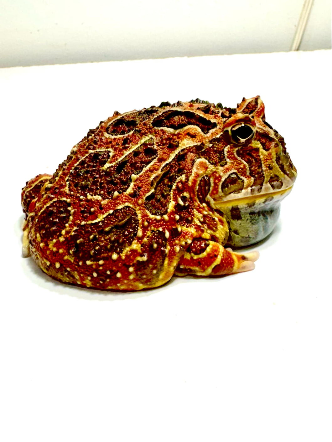 Adult Male High Red Ornate #5
