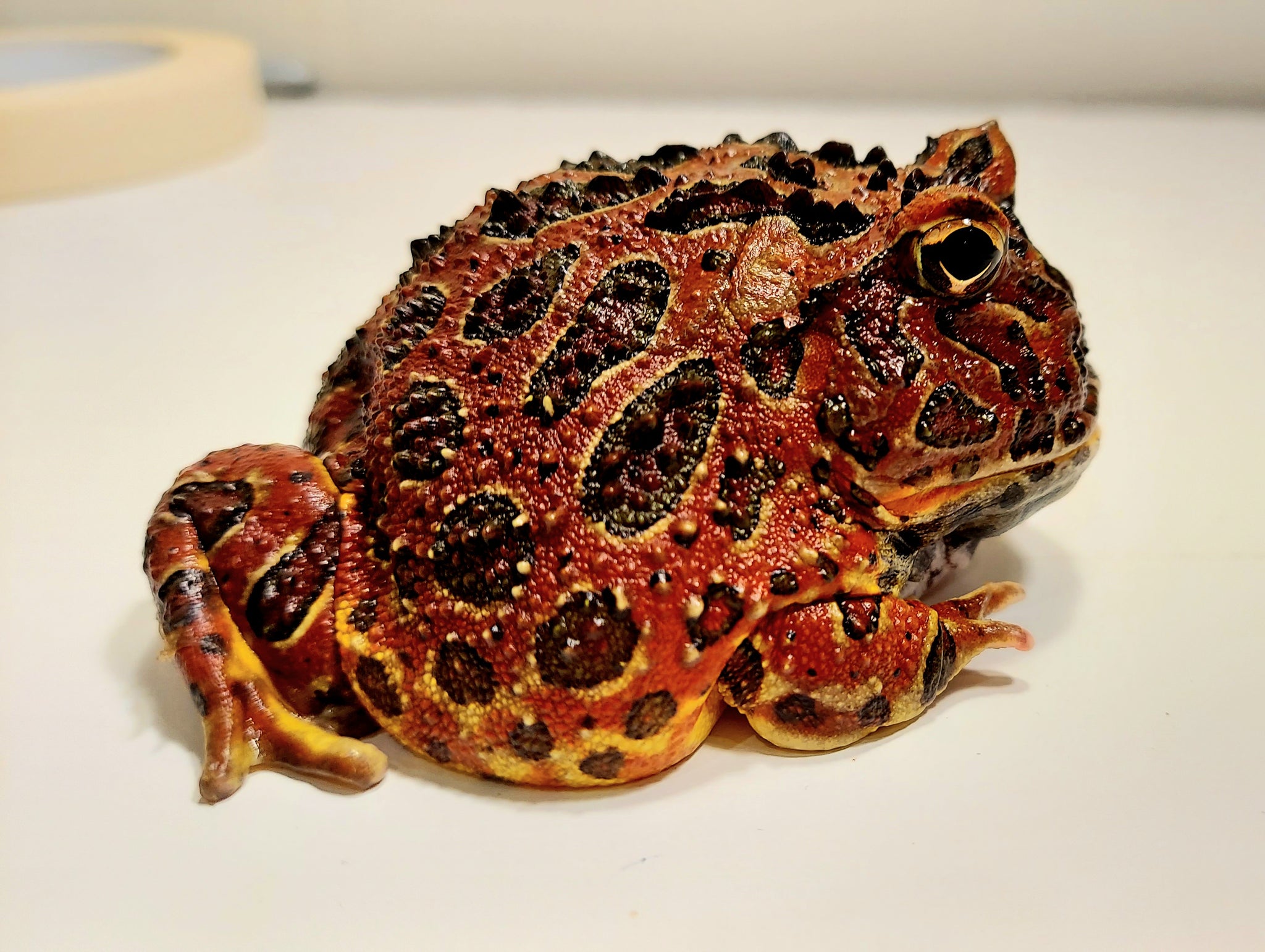 ポメ様♡14kgf Adult Male High Red Ornate #2 – JamJam Exotic