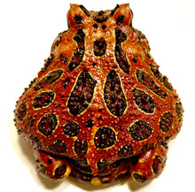 Load image into Gallery viewer, Adult Male High Red Ornate  #2
