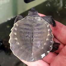 Load image into Gallery viewer, Fly River Turtle
