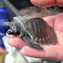 Load image into Gallery viewer, Fly River Turtle
