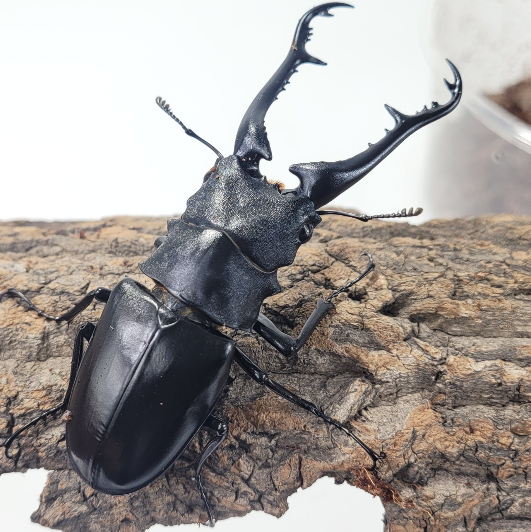 Prosopocoilus giraffa keisukei) Giraffe Stag Beetle Imago – JamJam