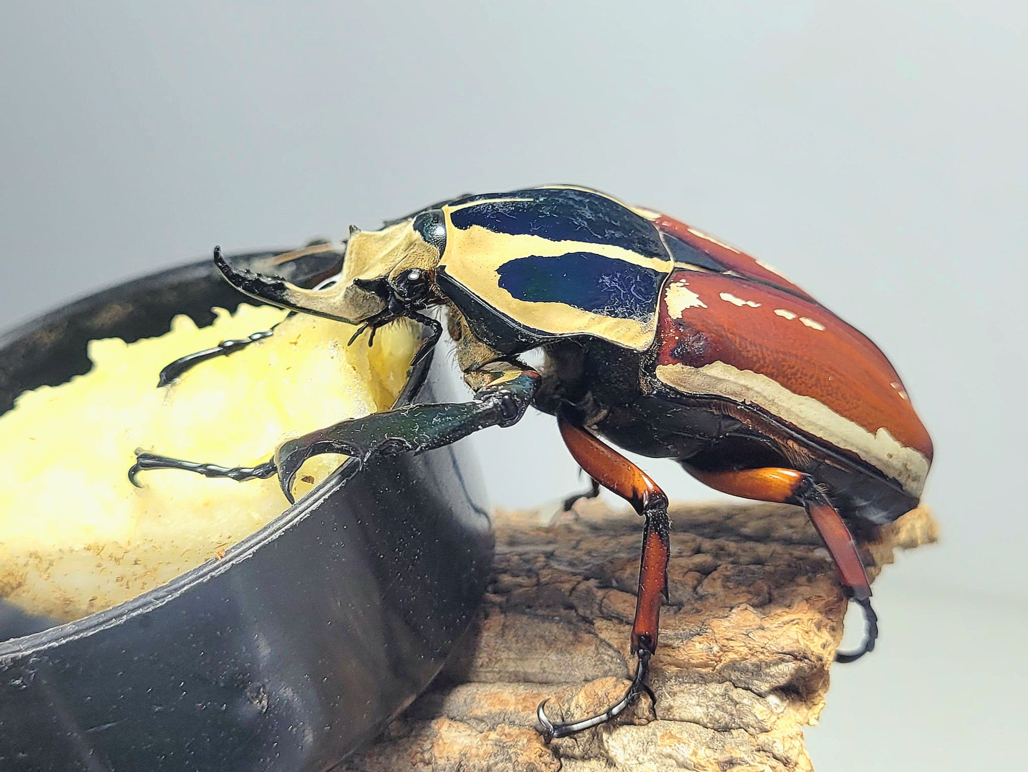 標本 M. ugandensis 63mm larva breeding Giant Flower Beetle (Mecynorhina torquata ugandensis) (Red