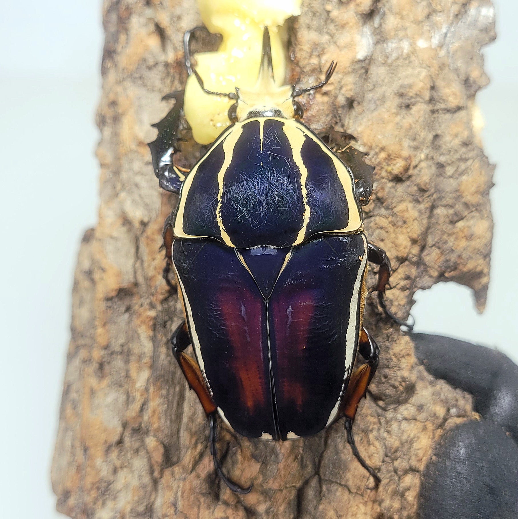 Giant Flower Beetle Larvae (Blue) – JamJam Exotic
