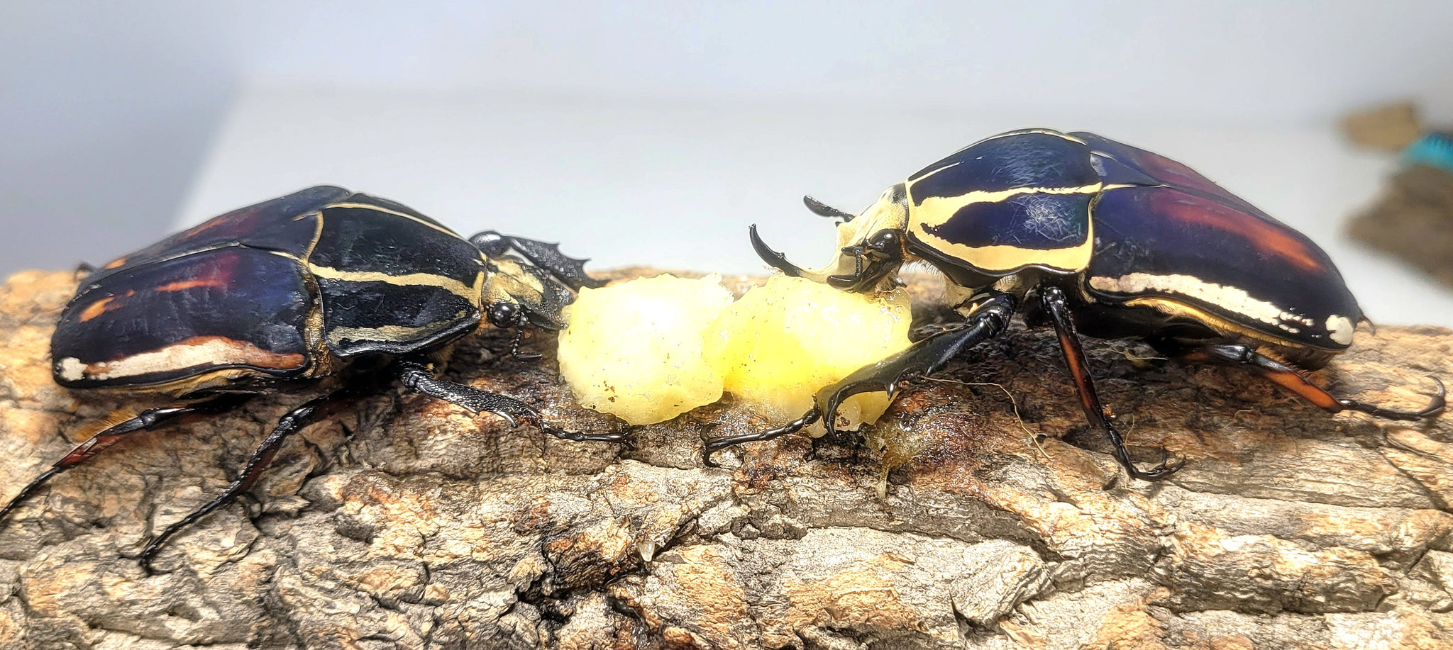 Giant Flower Beetle Larvae (Blue) – JamJam Exotic