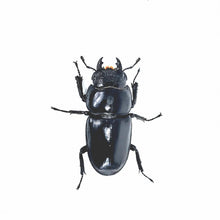 Load image into Gallery viewer, Palawan Stag Beetle Larvae
