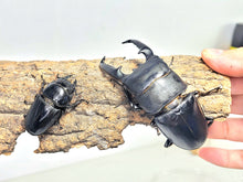 Load image into Gallery viewer, Palawan Stag Beetle Larvae
