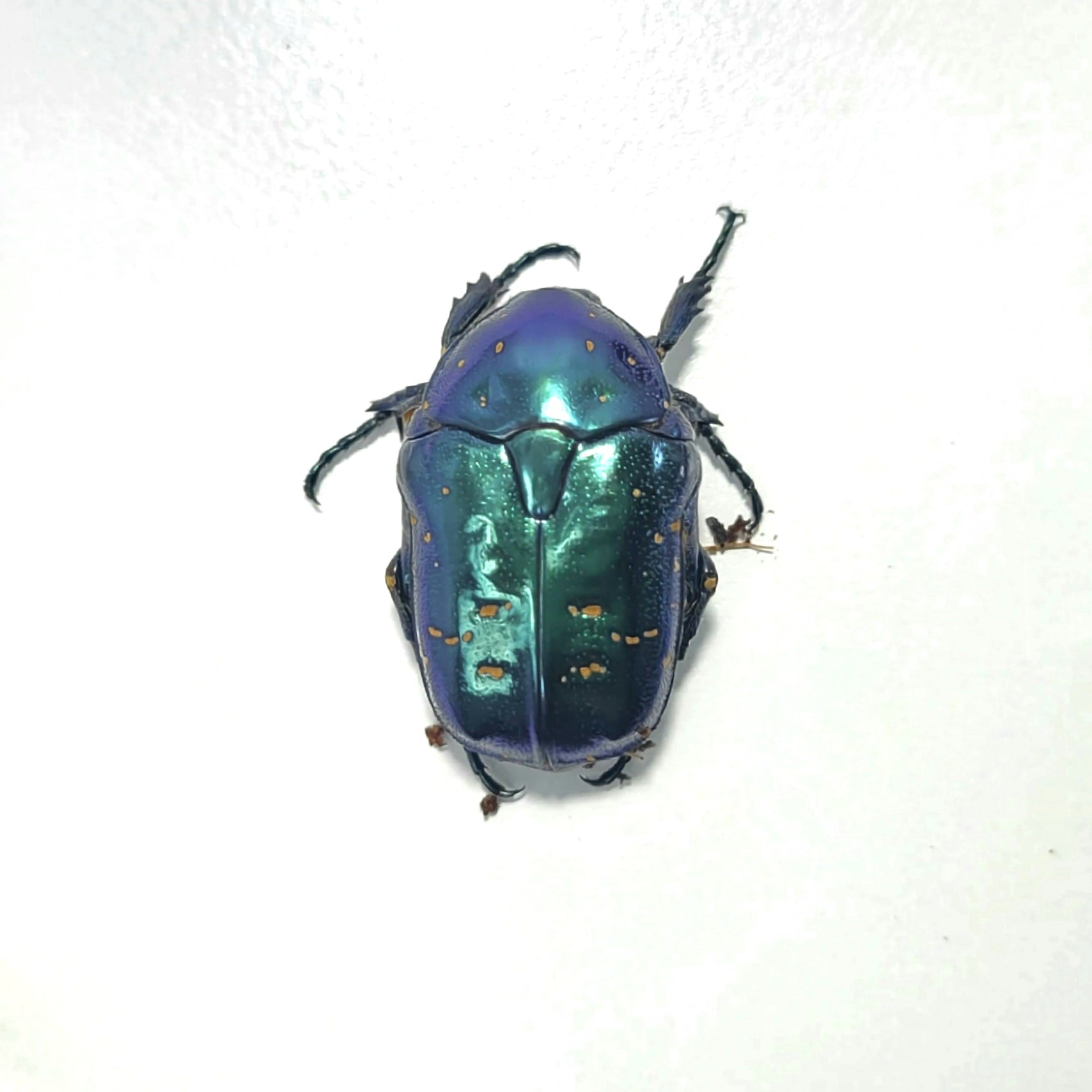 Protaetia inquinata Larvae – JamJam Exotic
