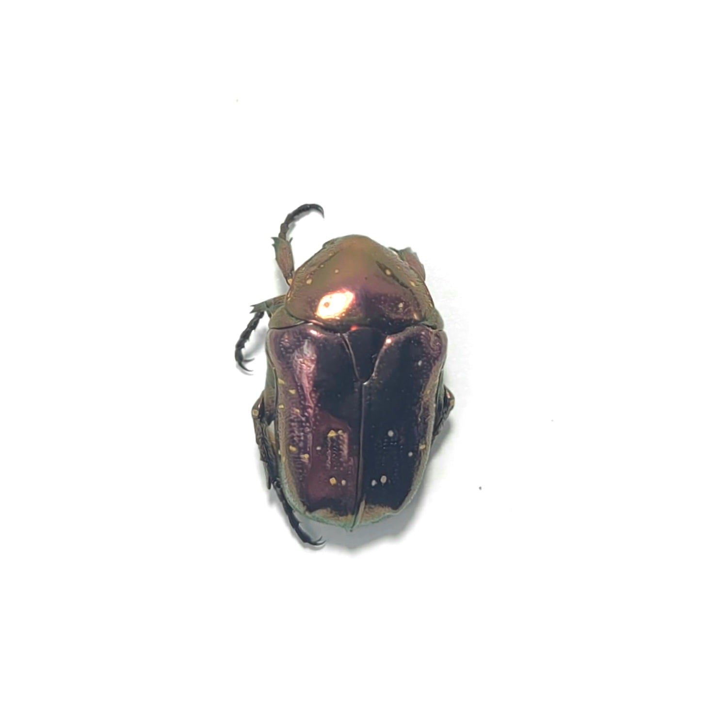 Protaetia inquinata imago – JamJam Exotic