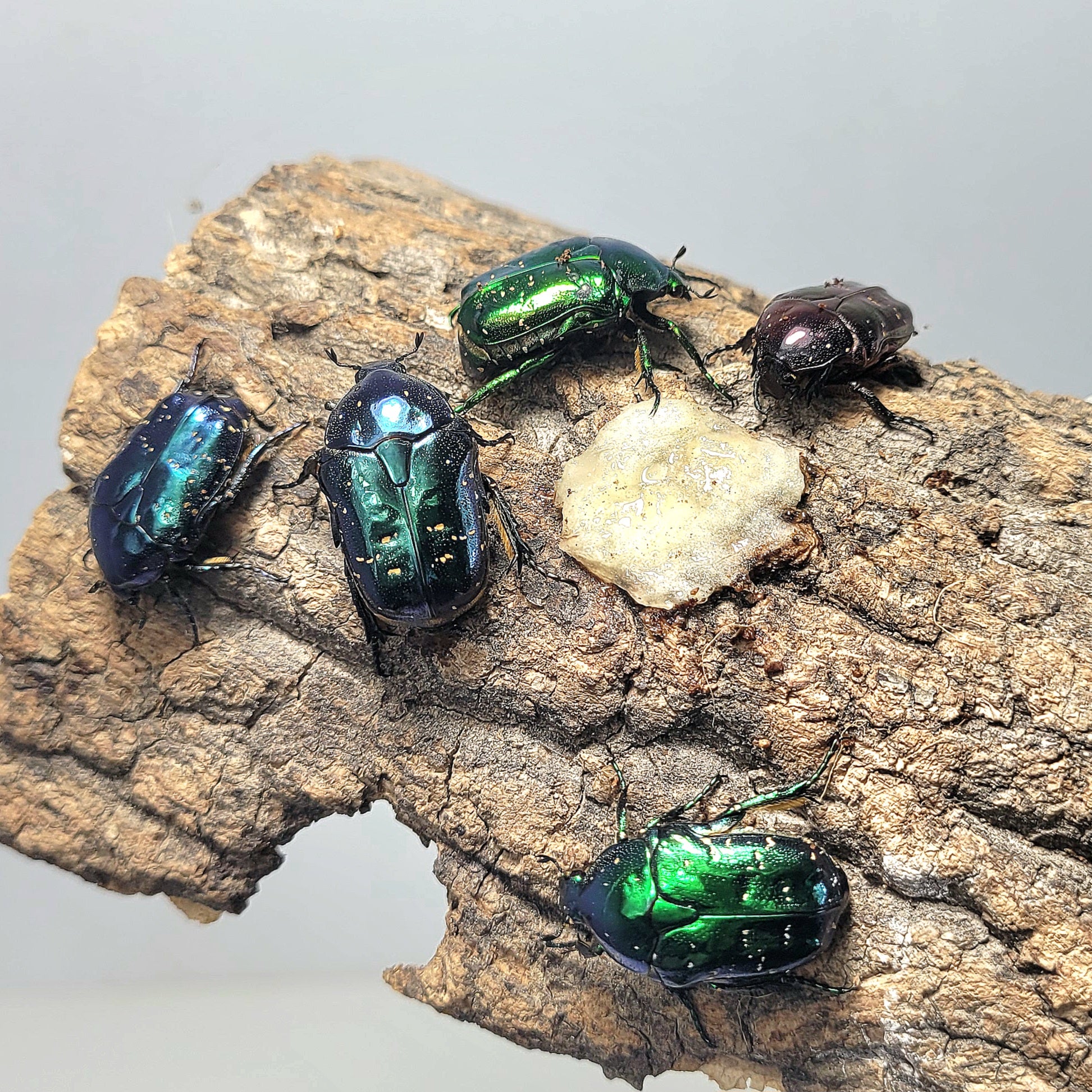 Protaetia inquinata imago – JamJam Exotic