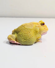 Load image into Gallery viewer, #2 Adult Male EggYolk Albino
