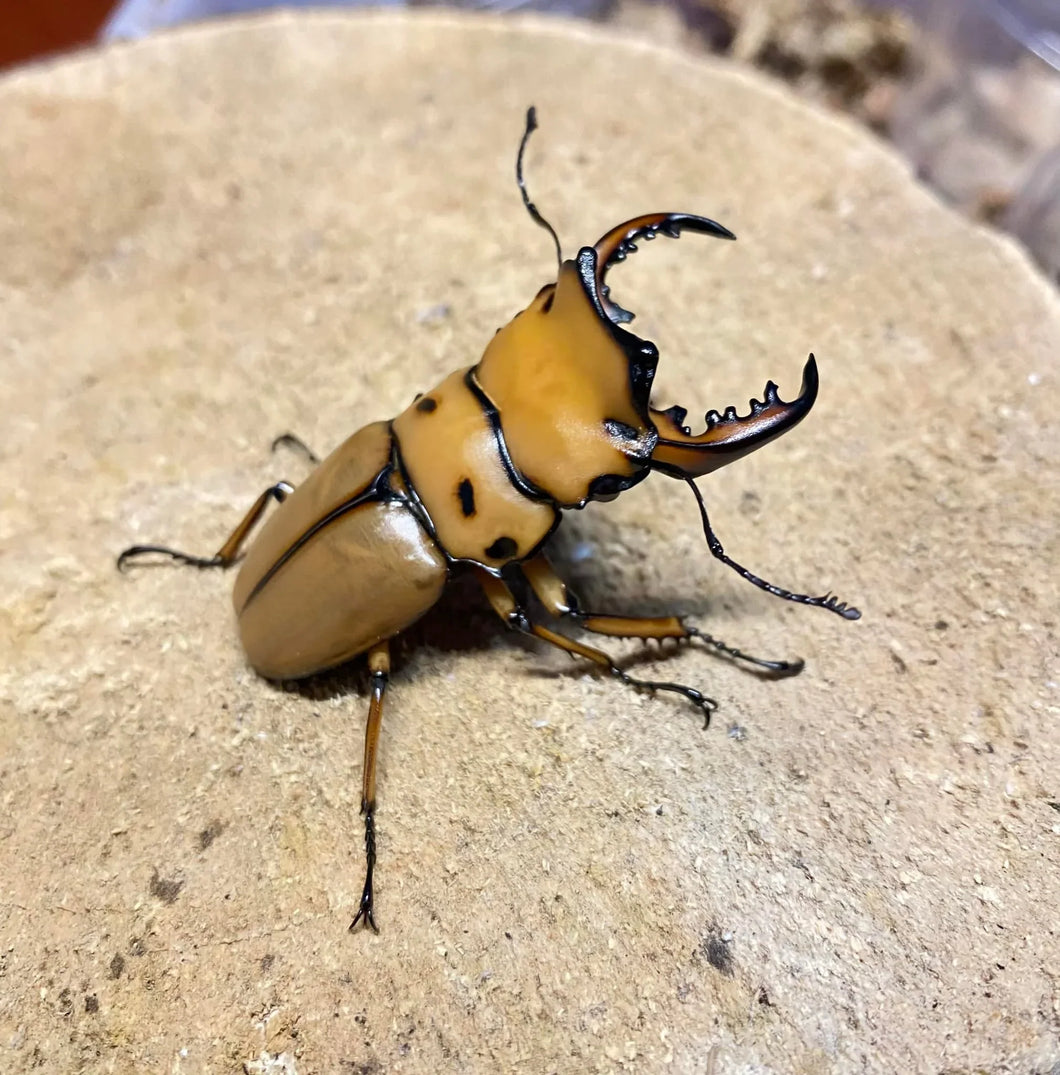 Homoderus mellyi Imago (Crab Stag Beetle)