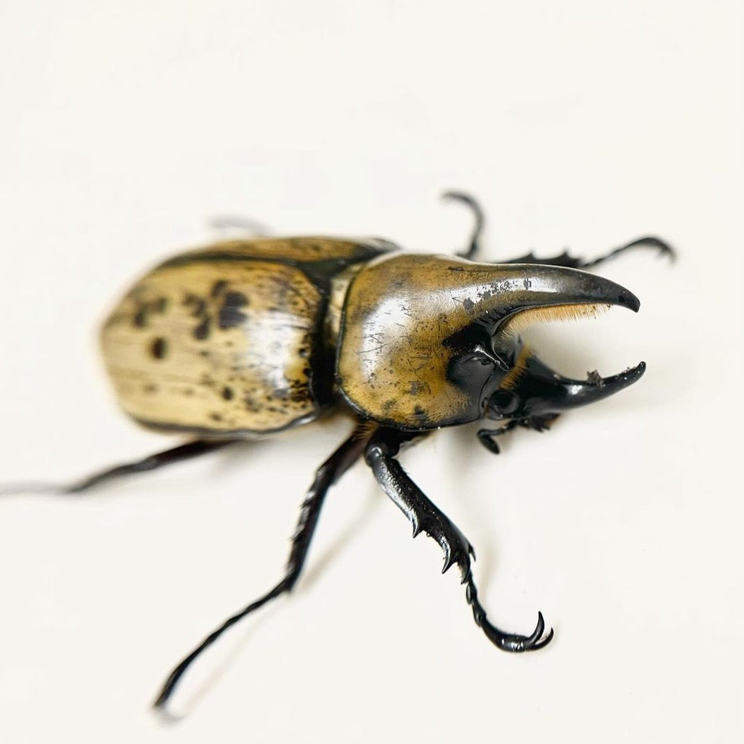 (Dynastes tityus) Eastern Hercules Beetle Larvae