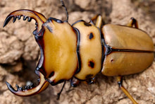Load image into Gallery viewer, Homoderus mellyi Larvae (Crab Stag Beetle)
