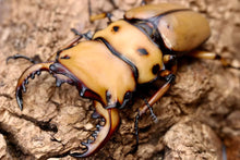 Load image into Gallery viewer, Homoderus mellyi Imago (Crab Stag Beetle)
