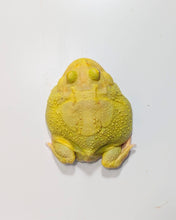 Load image into Gallery viewer, #2 Adult Male EggYolk Albino
