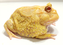 Load image into Gallery viewer, Adult Male EggYolk Albino #3
