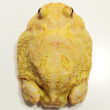 Load image into Gallery viewer, Adult Male EggYolk Albino #3
