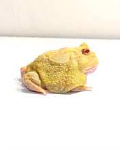 Load image into Gallery viewer, #3 Adult Male EggYolk Albino
