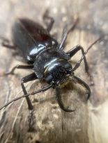 Load image into Gallery viewer, Stenodontes chevrolati Longhorn Beetle Larvae
