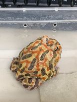 Load image into Gallery viewer, E45 Adult Male Yellow Mutant
