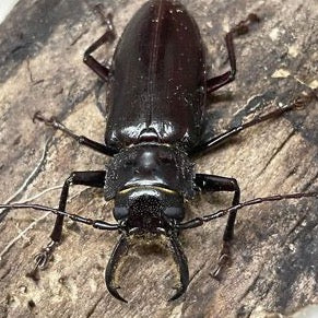 Stenodontes chevrolati Longhorn Beetle Larvae