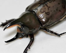 Load image into Gallery viewer, (Dynastes tityus) Eastern Hercules Beetle
