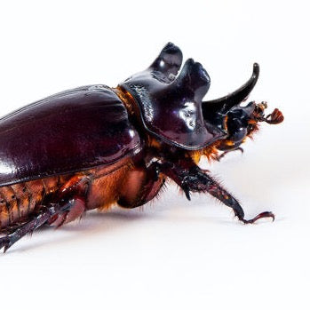 Ox Beetle Imago