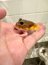 Load image into Gallery viewer, Black Eyed Pink Chicken Mutant #2
