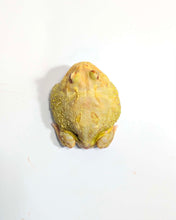 Load image into Gallery viewer, #3 Adult Male EggYolk Albino
