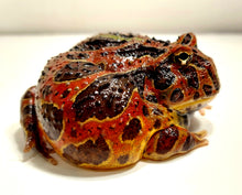 Load image into Gallery viewer, Adult Male High Red Ornate #4
