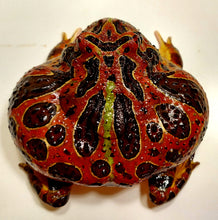 Load image into Gallery viewer, Adult Male High Red Ornate #4

