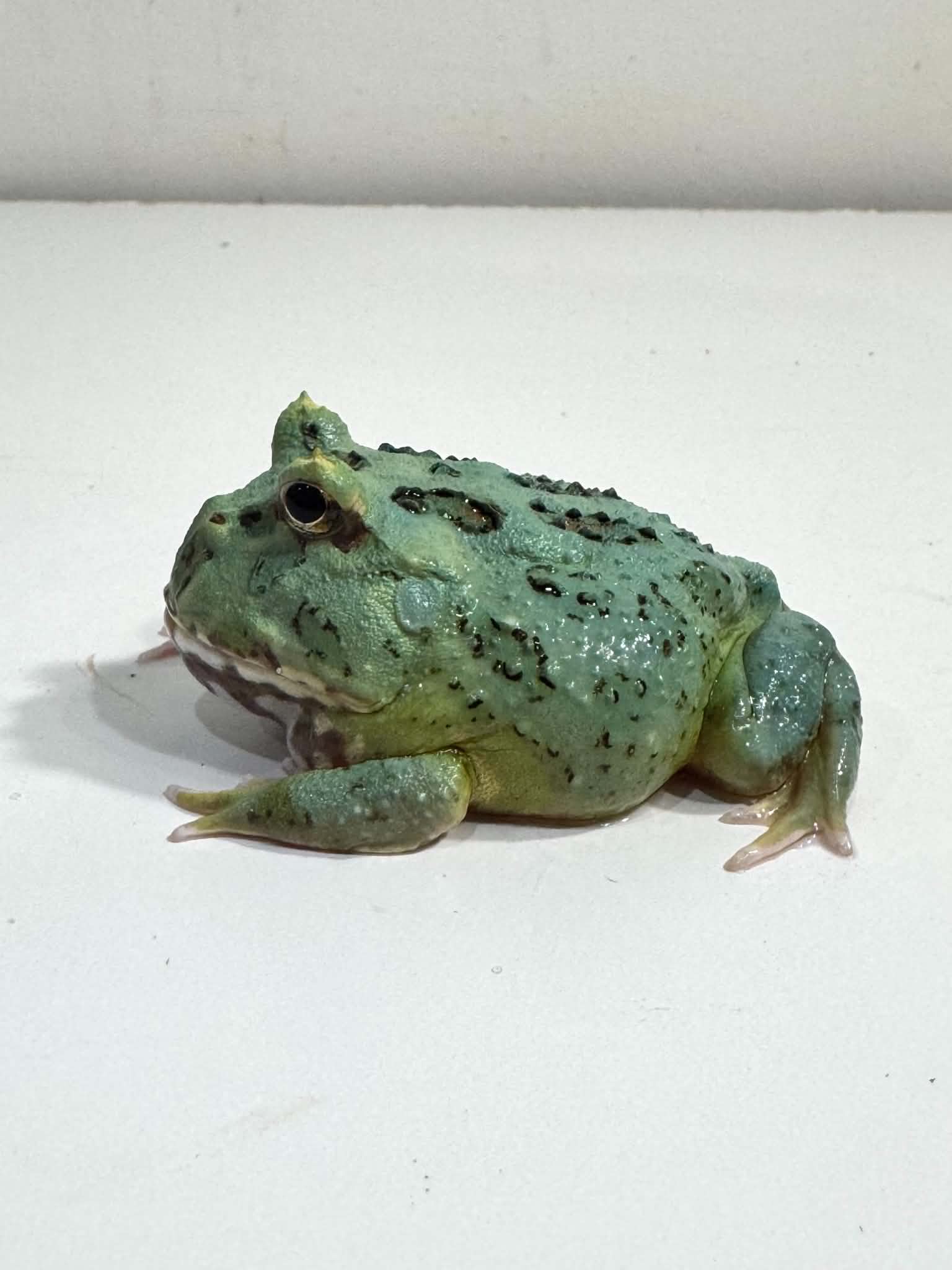 #4 Super Blue (Samurai Blue) Pacman Frog – JamJam Exotic