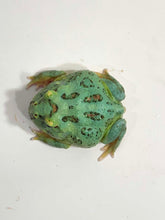 Load image into Gallery viewer, #4 Super Blue (Samurai Blue) Pacman Frog

