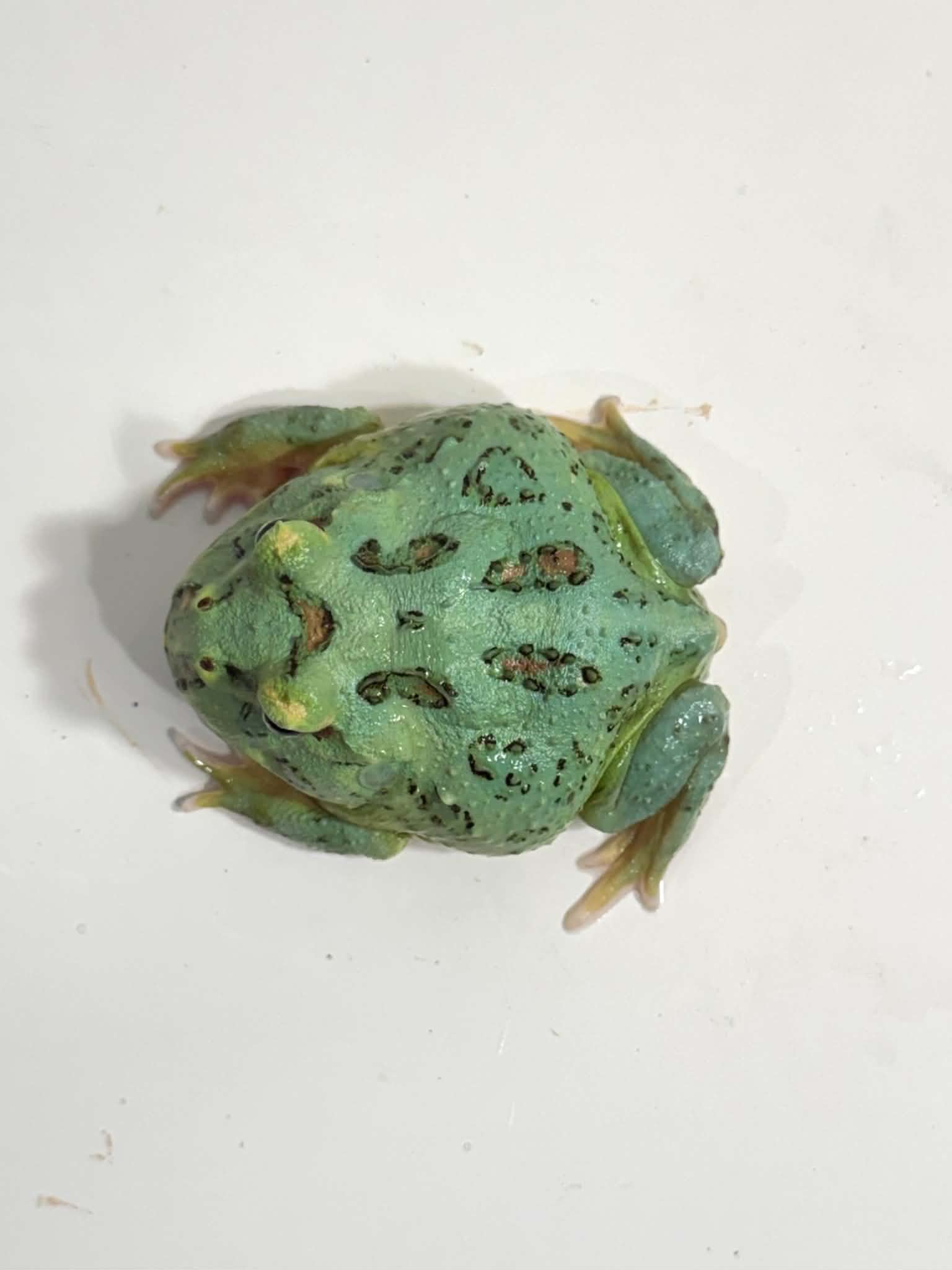 4 Super Blue (Samurai Blue) Pacman Frog – JamJam Exotic