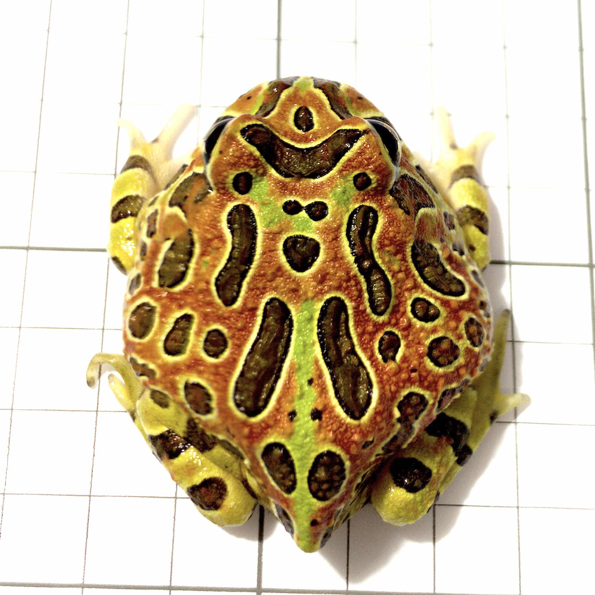 Red Ornate Pacman Frog For Sale | JamJam Exotic