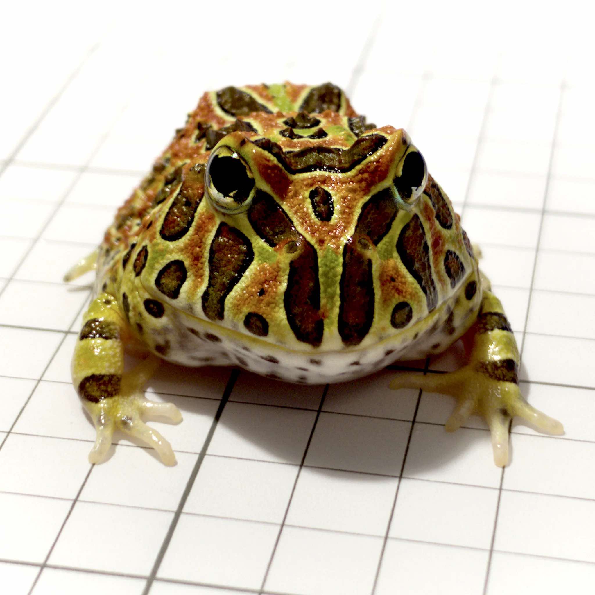 Pacman Exotics Red Pacman Frog