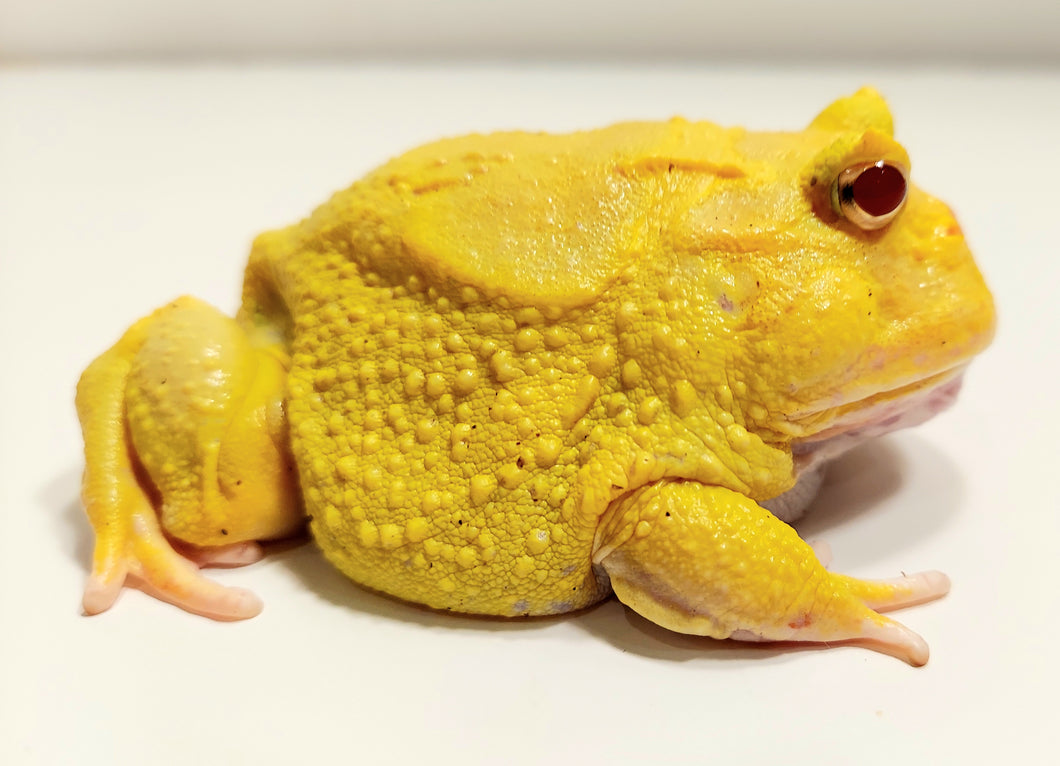 Adult Male Eggyolk Albino #5