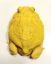 Load image into Gallery viewer, Adult Male Eggyolk Albino #5
